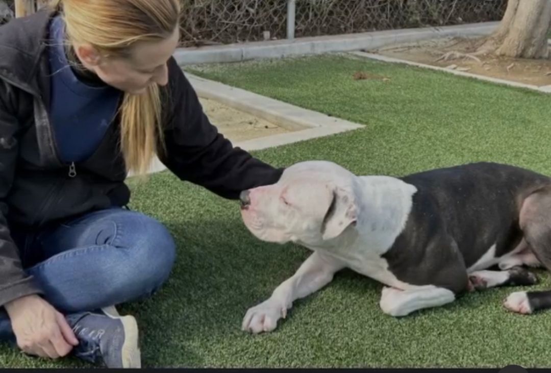 Rascal, an adoptable Pit Bull Terrier in woodland hills, CA, 91364 | Photo Image 4
