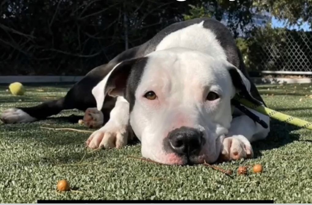 Rascal, an adoptable Pit Bull Terrier in woodland hills, CA, 91364 | Photo Image 2
