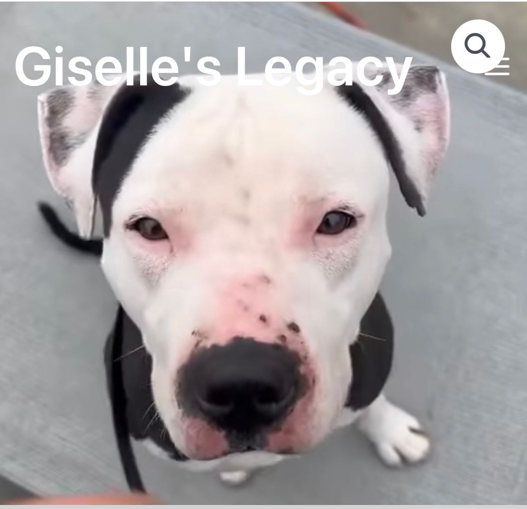 Rascal, an adoptable Pit Bull Terrier in woodland hills, CA, 91364 | Photo Image 3