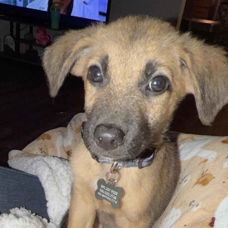 Clay, Adoptable, Puppy Male Black Mouth Cur & Feist.