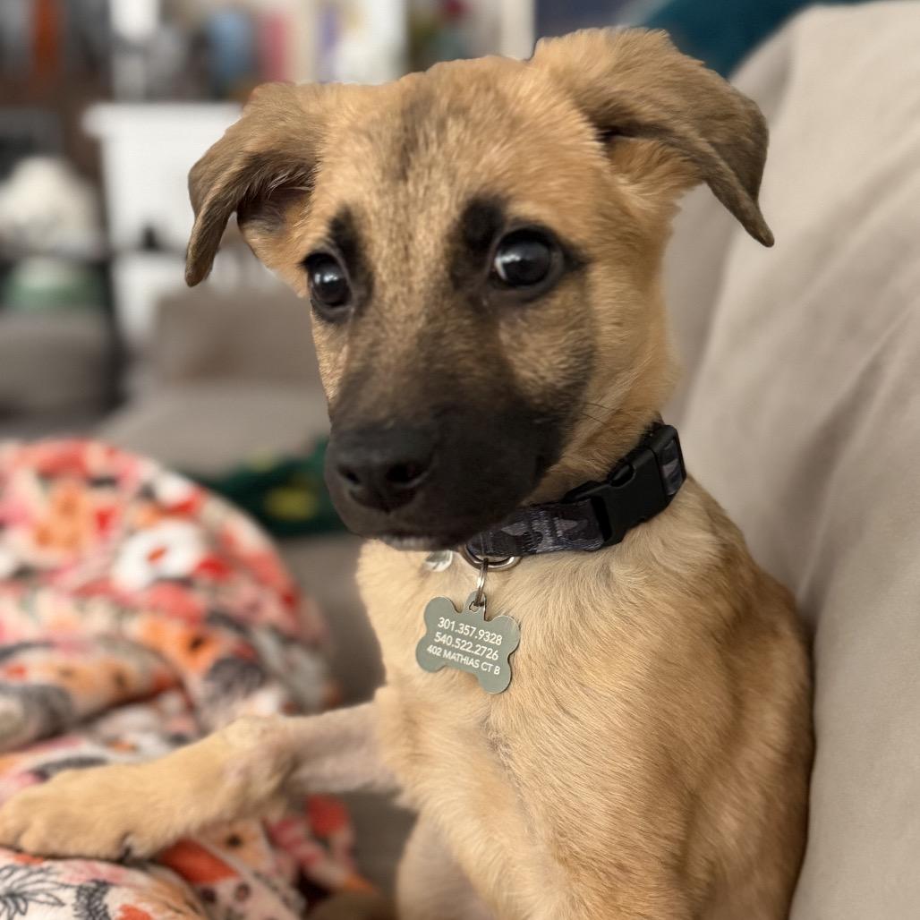 Enlarge Clay, a Adoptable mixed breed in Alexandria, VA image 2/4