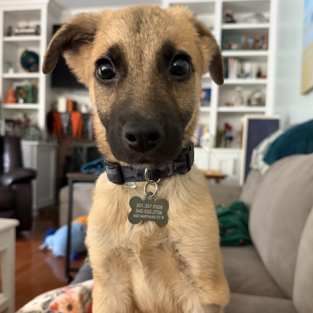 Enlarge Clay, a Adoptable mixed breed in Alexandria, VA image 3/4