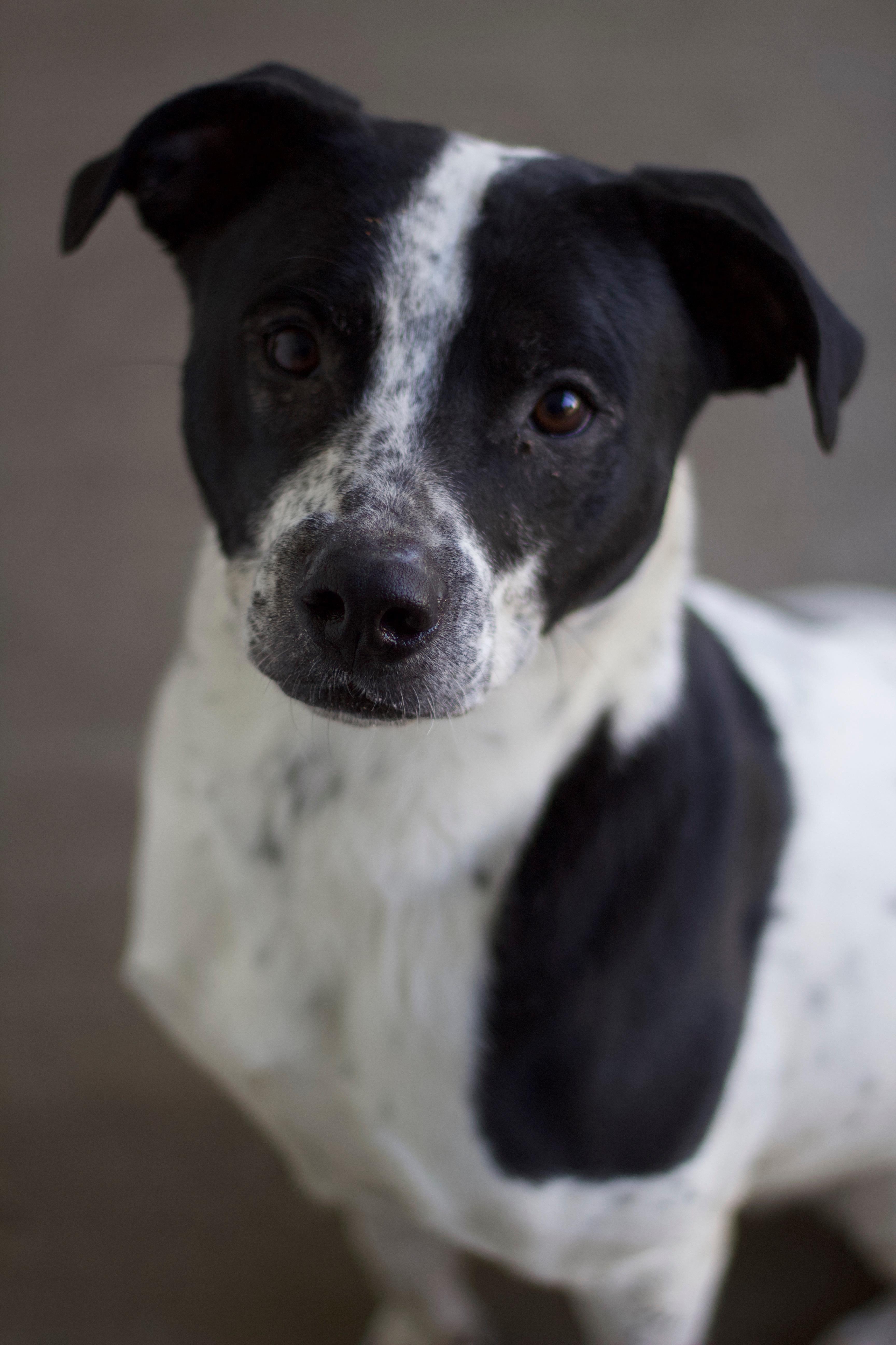 Mickey, Adoptable, Adult Male Pointer.