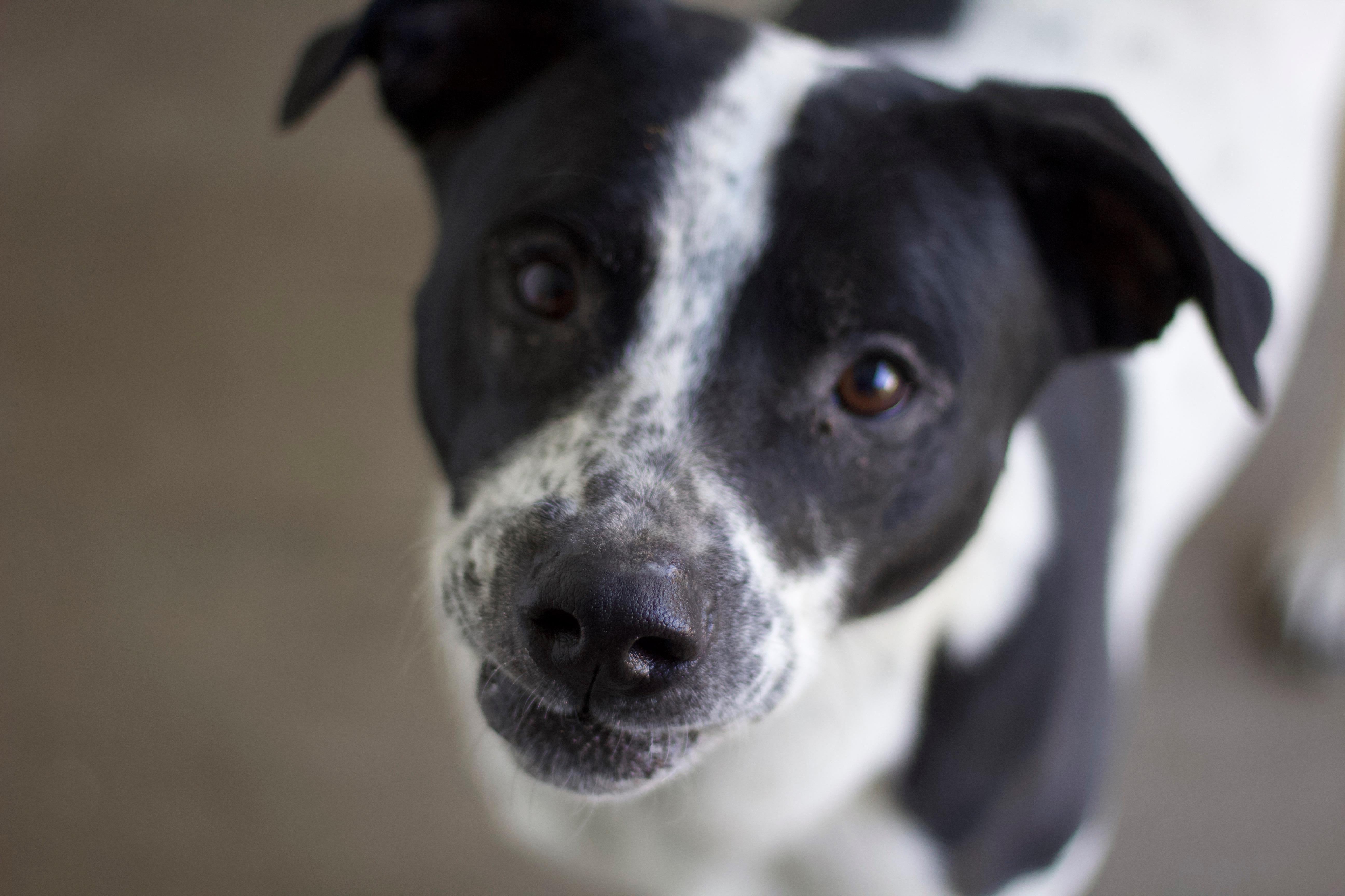Mickey, a Adoptable mixed breed in Ottumwa, IA image 2/3