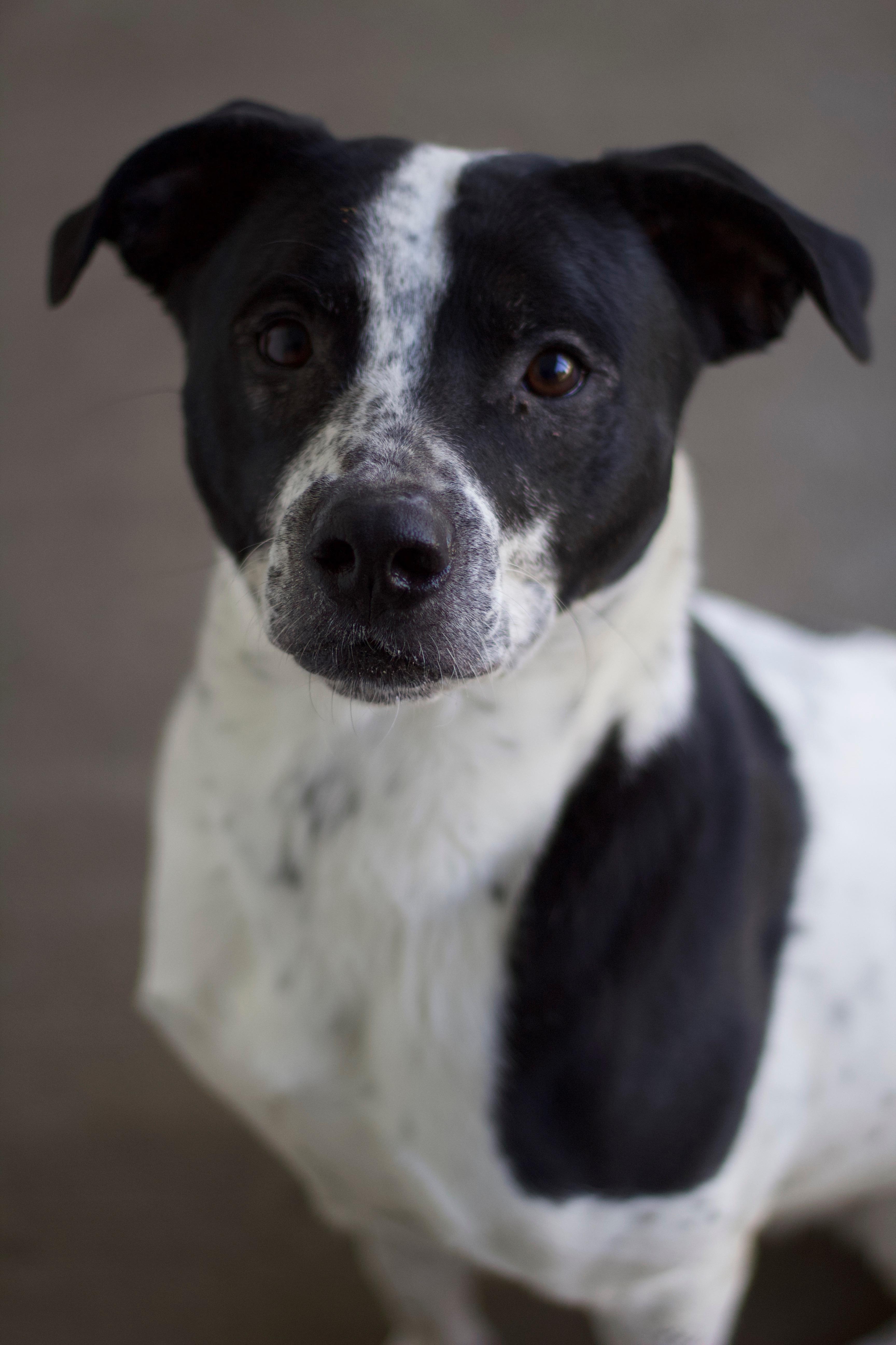 Mickey, a Adoptable mixed breed in Ottumwa, IA image 3/3