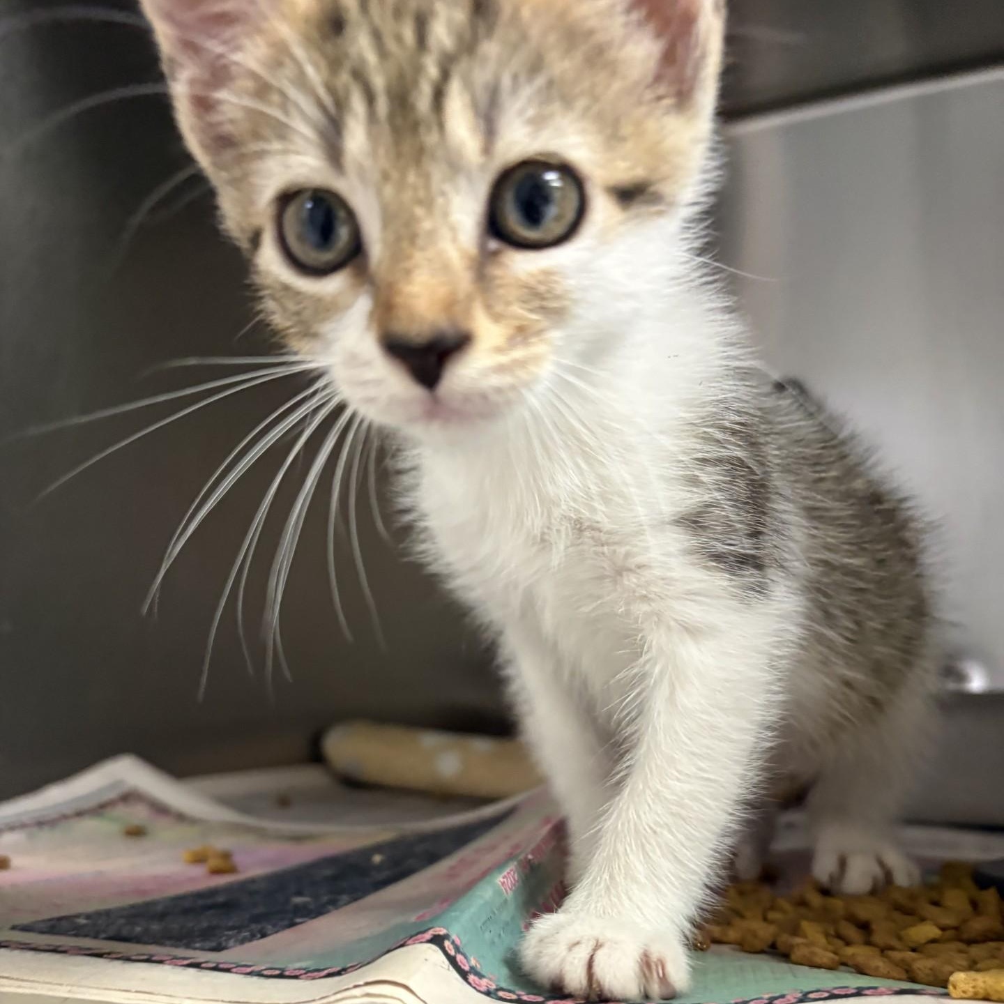 Ophelia, adopted, Kitten Female Domestic Short Hair.