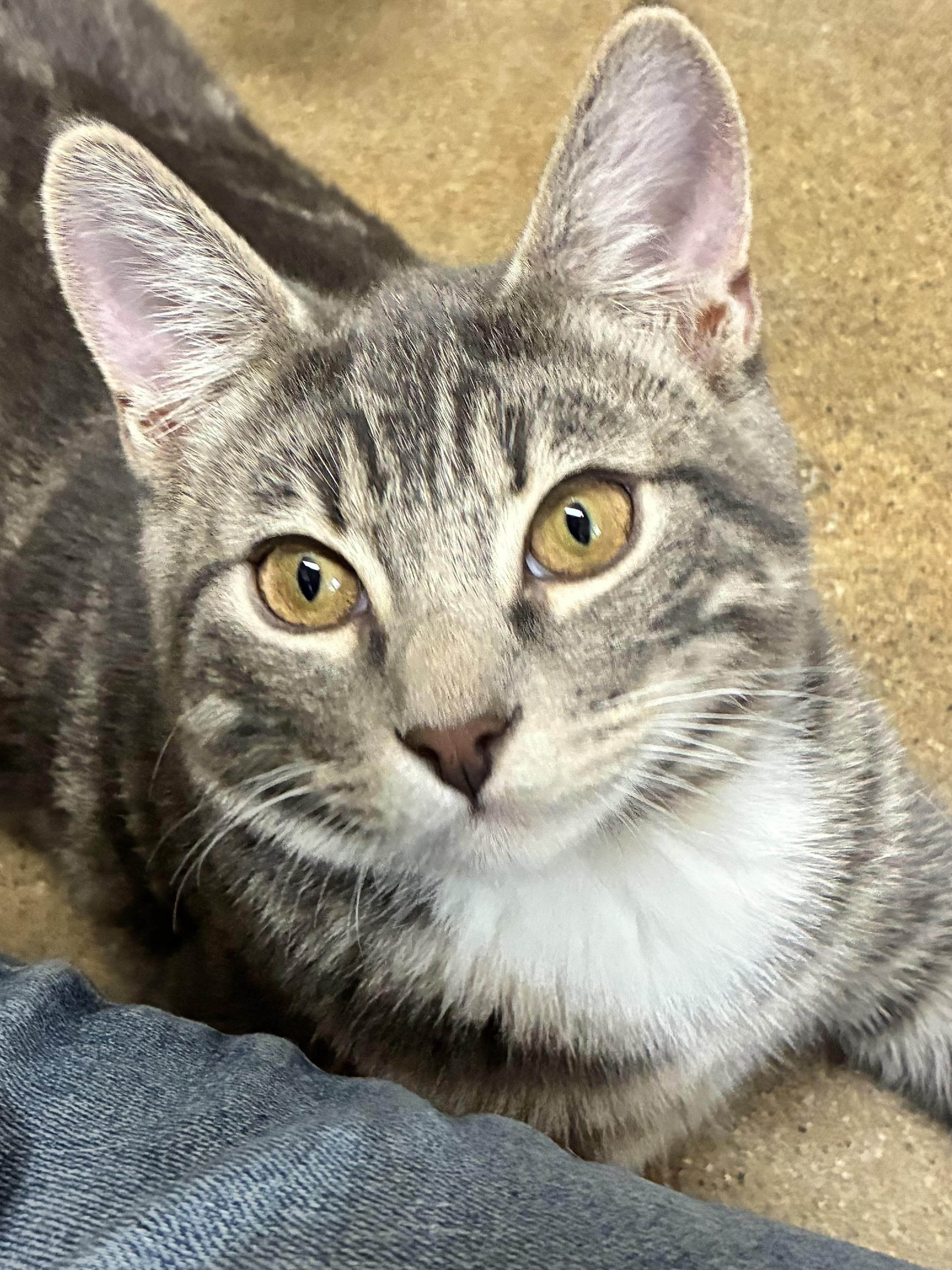 Whiskers photo
