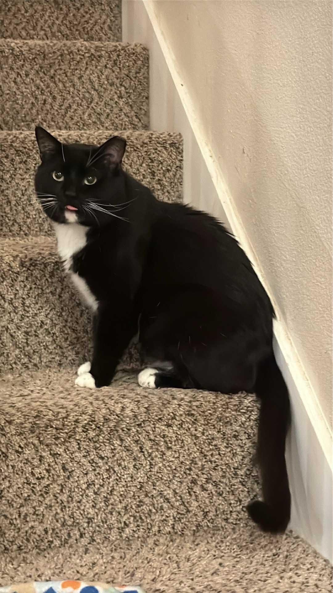 Max, a Adoptable Domestic Short Hair in Charlotte, NC image 1/2