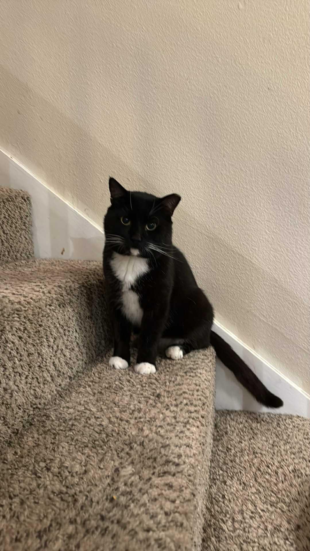 Max, a Adoptable Domestic Short Hair in Charlotte, NC image 2/2