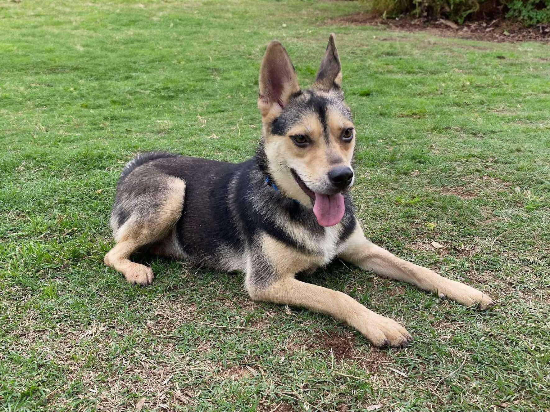 Lil Shep, an adoptable Shepherd in eugene, OR, 97402 | Photo Image 3