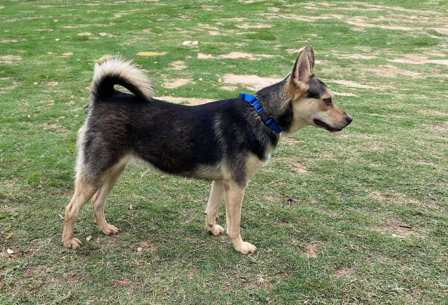 Lil Shep, an adoptable Shepherd in eugene, OR, 97402 | Photo Image 1