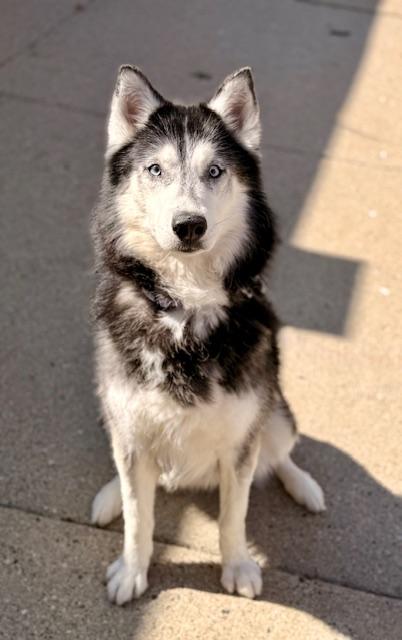 Enlarge OREO, a Adoptable Siberian Husky in Boston, MA image 1/1