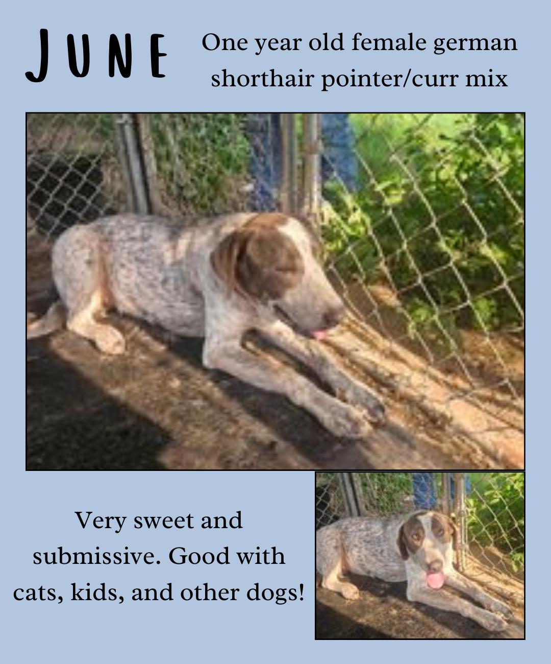 June, an adopted German Shorthaired Pointer & Black Mouth Cur Mix in Aulac, NB_image-1