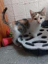 Enlarge PIXIE, a Adoptable mixed breed in Seymour, IN image 1/1