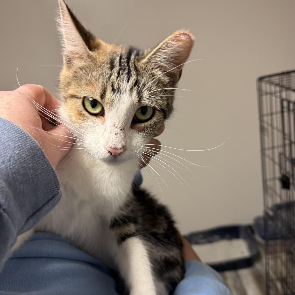 Emily, Adoptable, Young Female Domestic Short Hair.