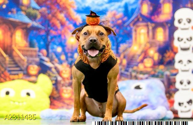 HOOCH, Adoptable, Adult Male Mixed Breed & Mixed Breed.