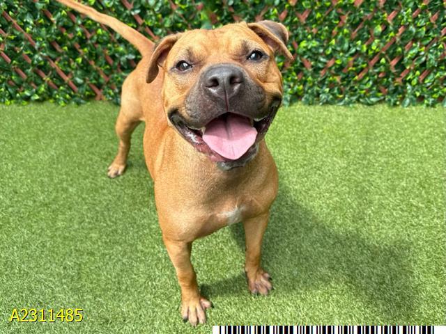 HOOCH, Adoptable, Adult Male Mixed Breed & Mixed Breed.