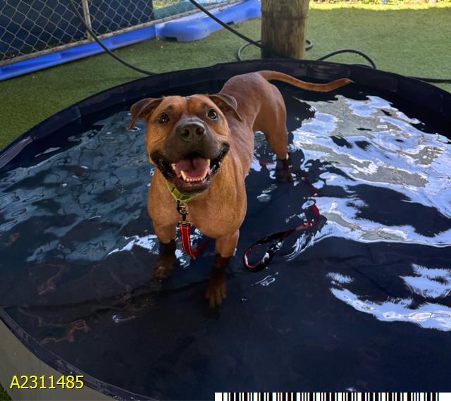 HOOCH, Adoptable, Adult Male Mixed Breed & Mixed Breed.