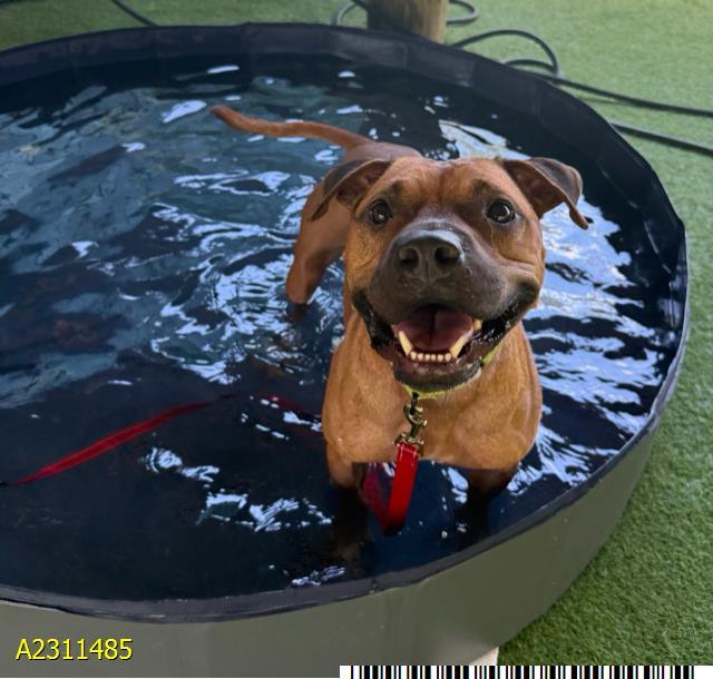 HOOCH, Adoptable, Adult Male Mixed Breed & Mixed Breed.