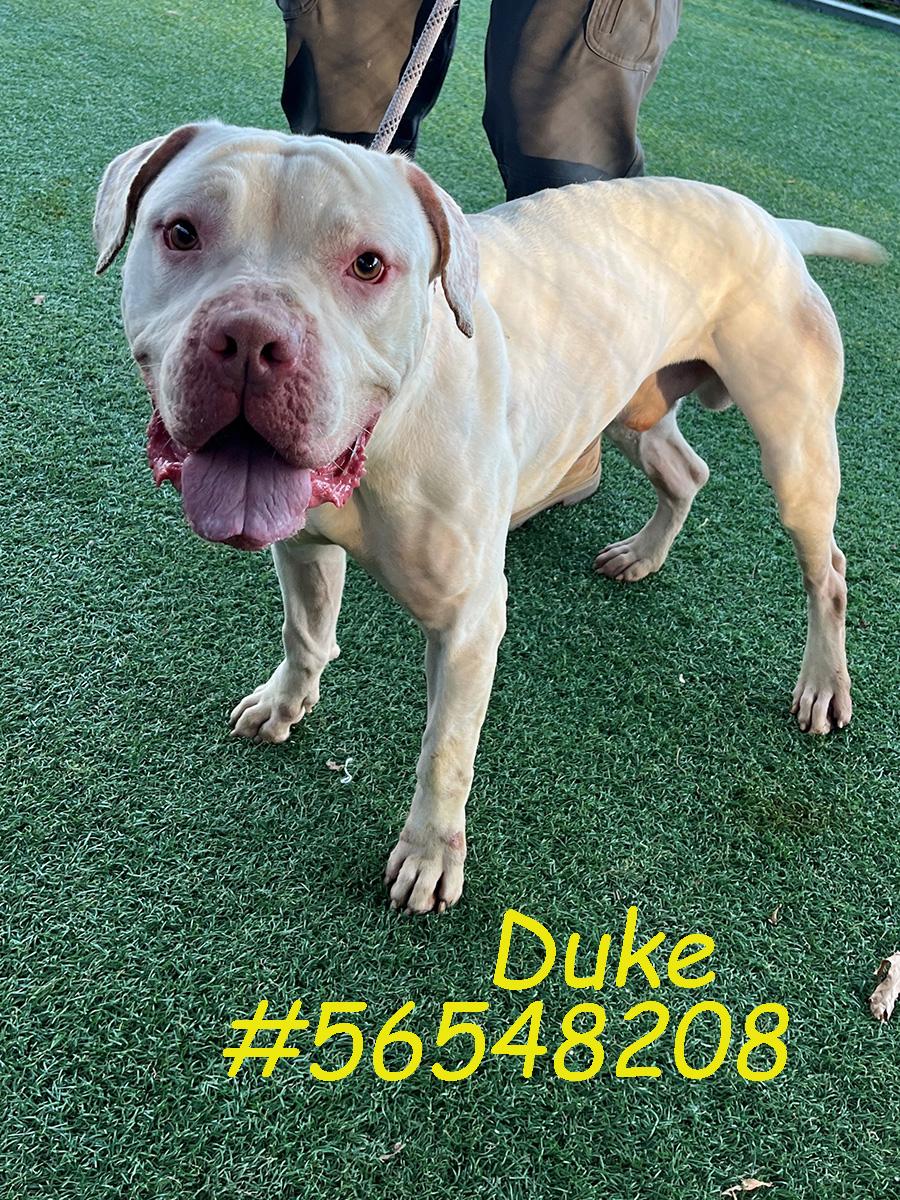 Duke