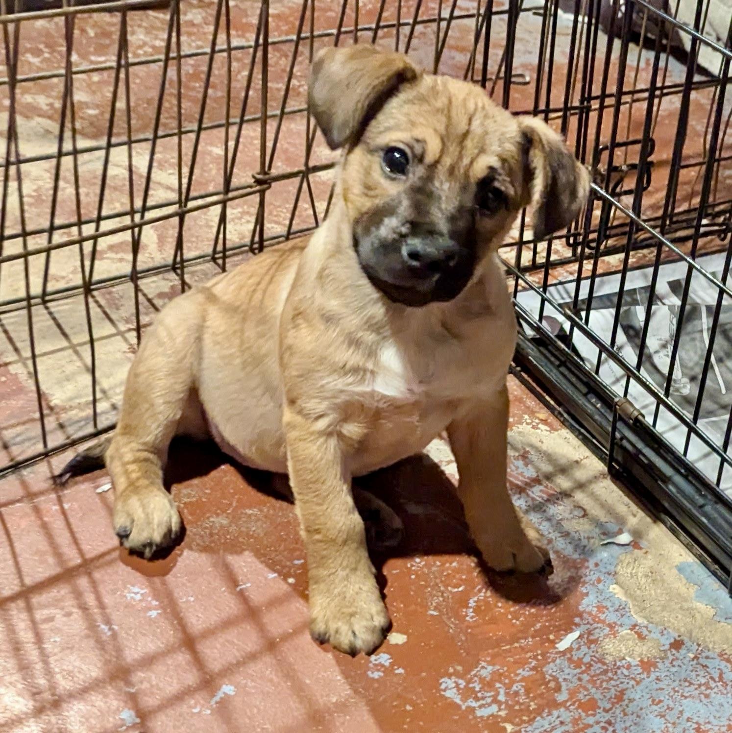 Enlarge Star, an adopted mixed breed in Paramus, NJ image 1/5