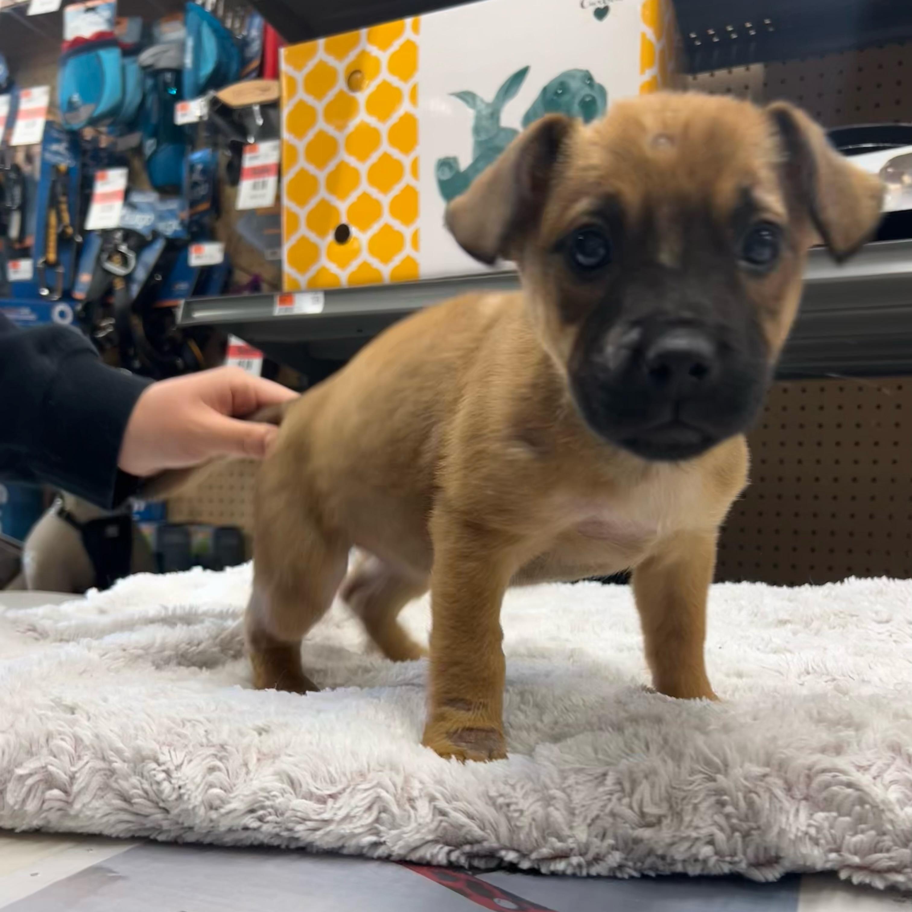 Enlarge Star, a ADOPTABLE mixed breed in Paramus, NJ image 2/2