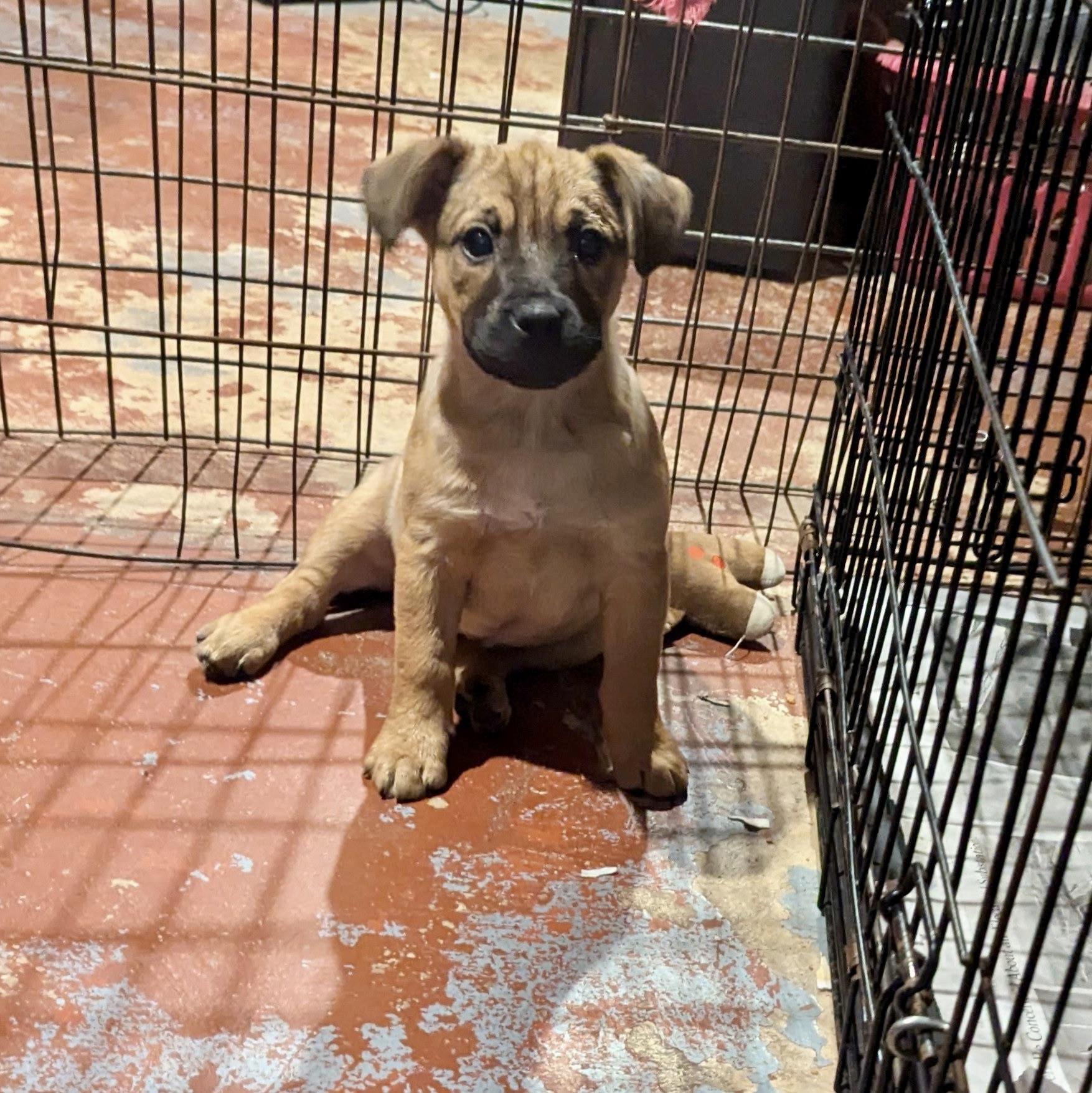 Enlarge Star, an adopted mixed breed in Paramus, NJ image 5/5