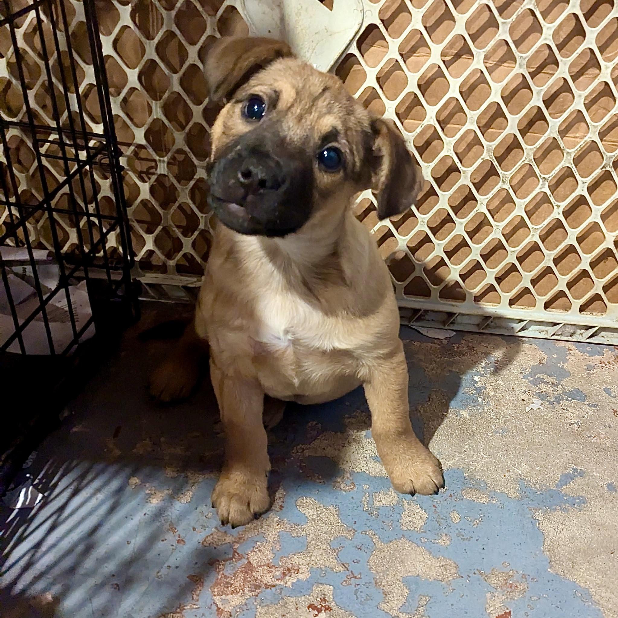 Enlarge Star, an adopted mixed breed in Paramus, NJ image 4/5