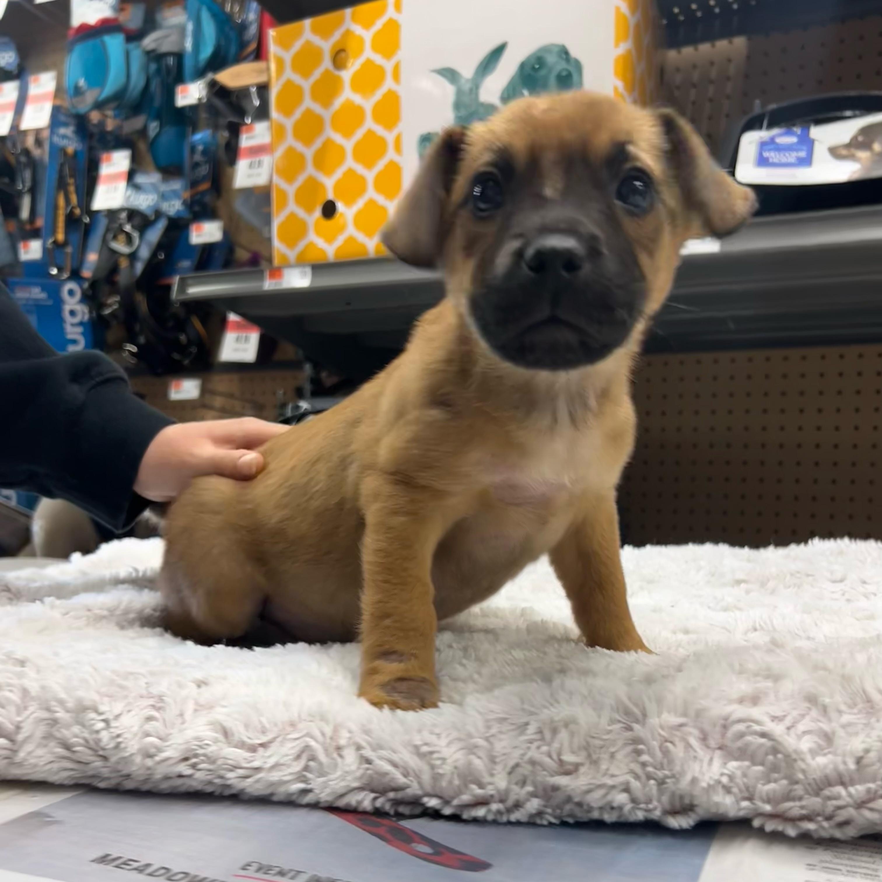 Enlarge Star, a ADOPTABLE mixed breed in Paramus, NJ image 1/2