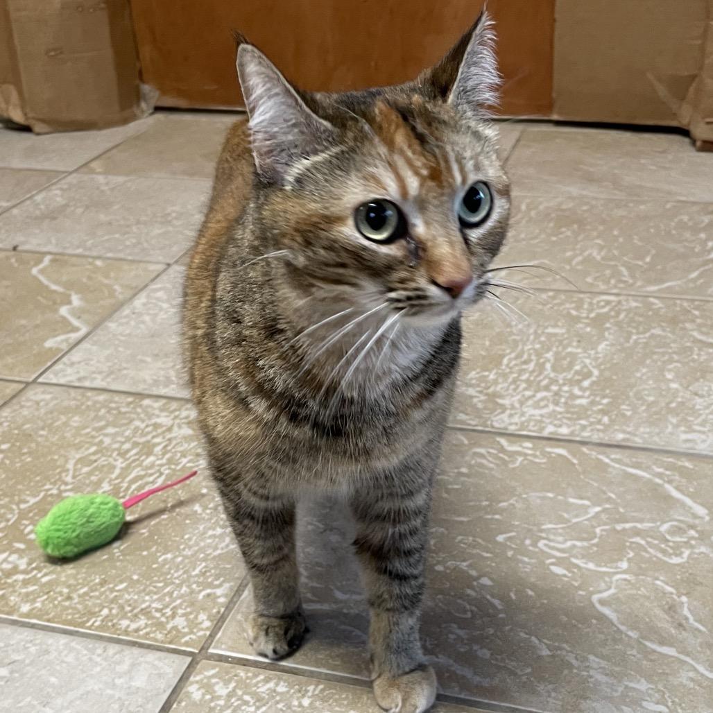 Middy, Adoptable, Senior Female Domestic Short Hair.