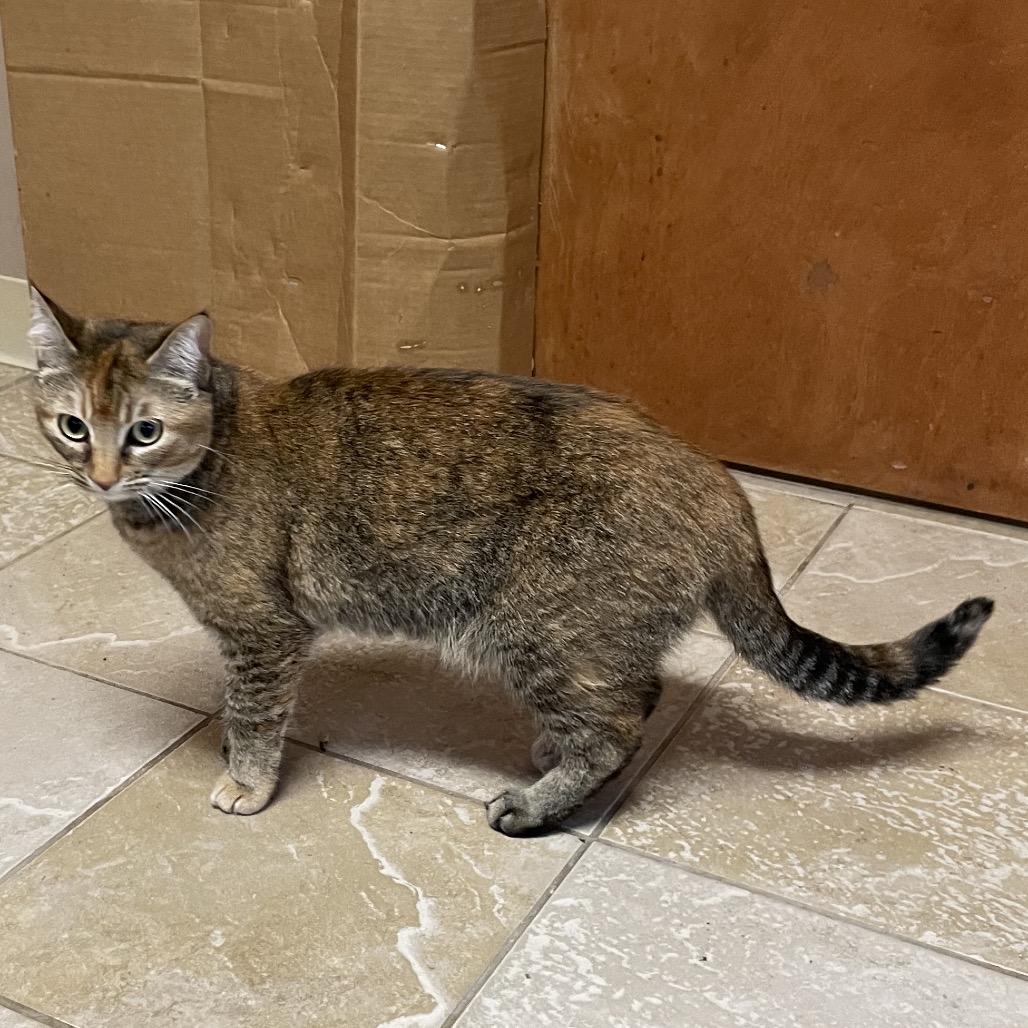 Middy, a Adoptable Domestic Short Hair in Green Forest, AR image 2/6
