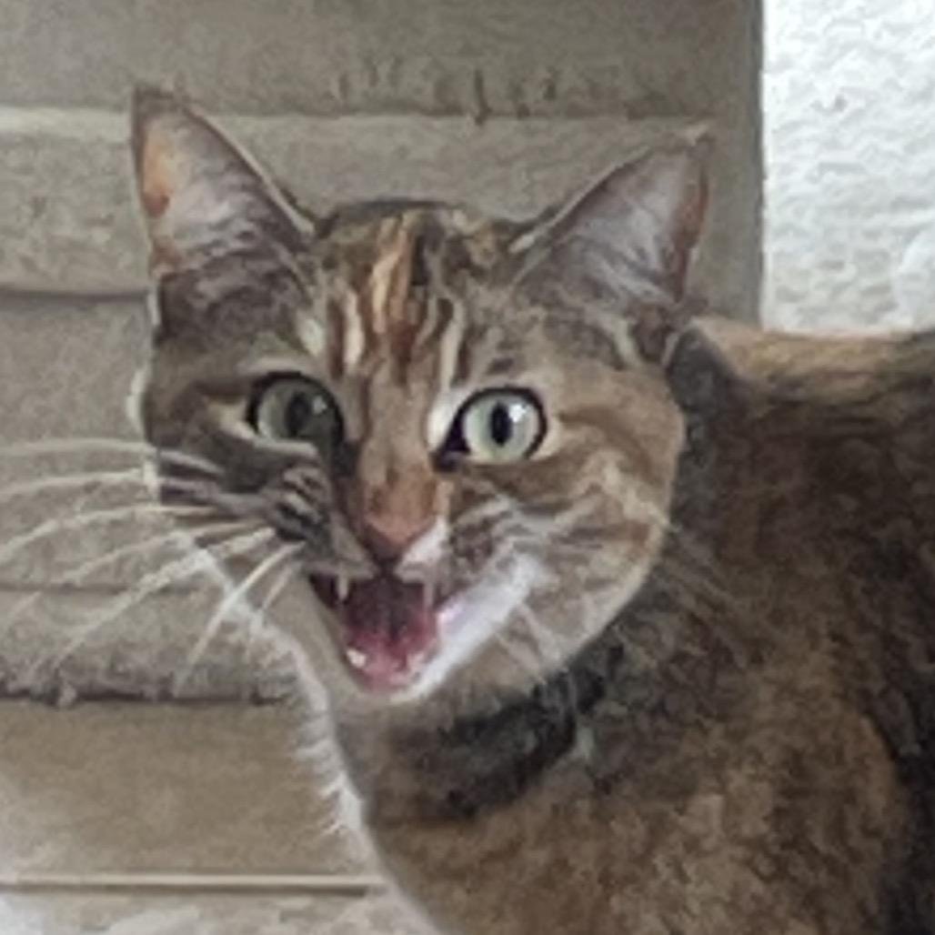 Enlarge Middy, a Adoptable Domestic Short Hair in Green Forest, AR image 1/2