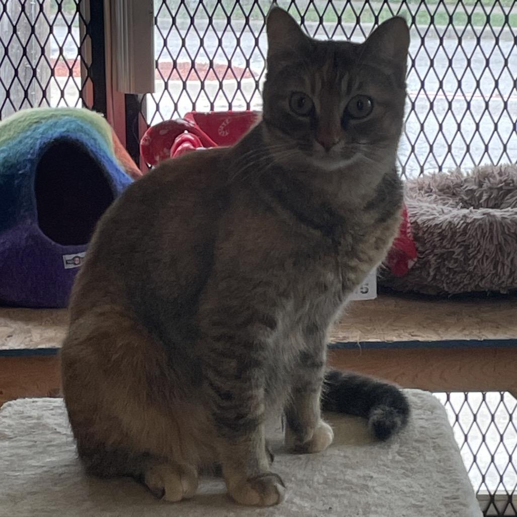 Middy, a Adoptable Domestic Short Hair in Green Forest, AR image 3/6