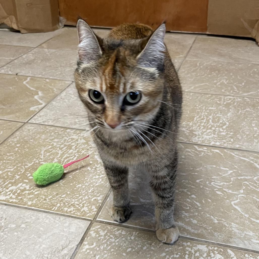 Middy, a Adoptable Domestic Short Hair in Green Forest, AR image 4/6