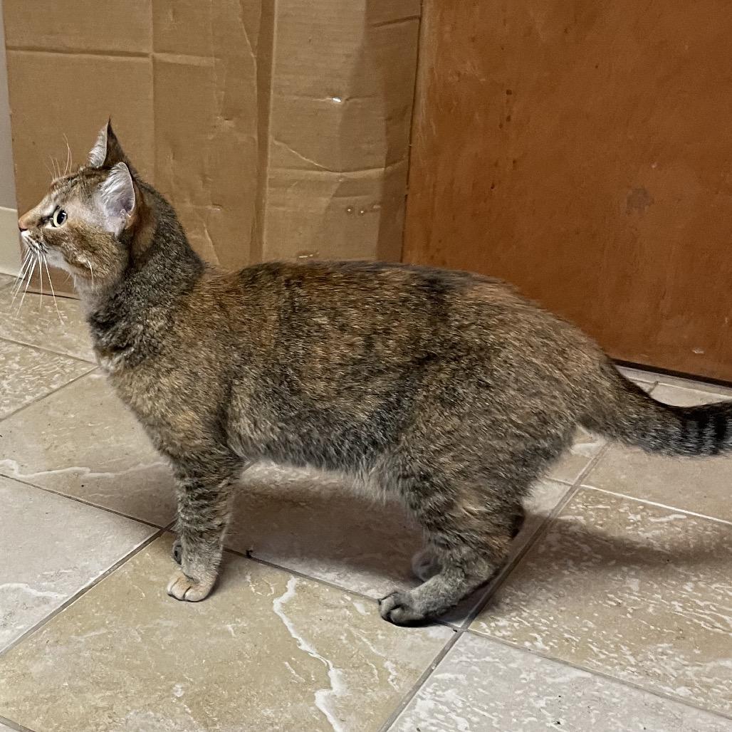 Middy, a Adoptable Domestic Short Hair in Green Forest, AR image 5/6
