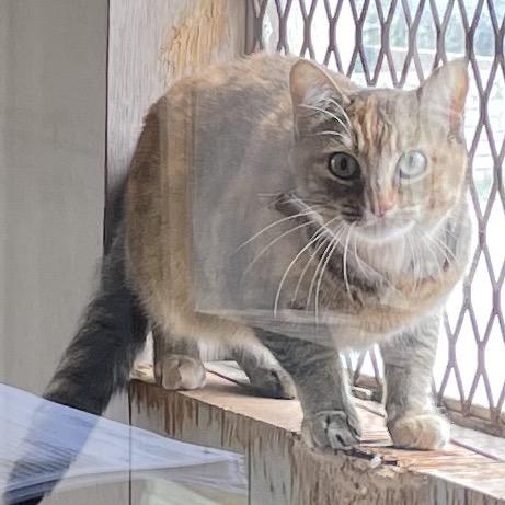 Enlarge Middy, a Adoptable Domestic Short Hair in Green Forest, AR image 2/2