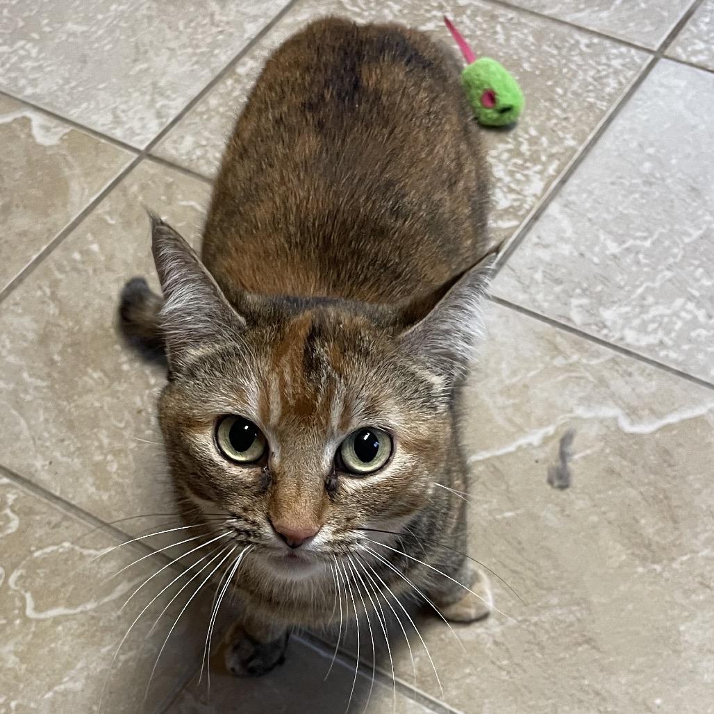 Middy, a Adoptable Domestic Short Hair in Green Forest, AR image 6/6