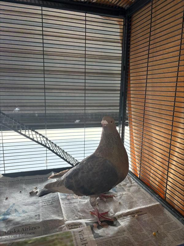 Rocky, Adoptable, Young Male Pigeon.