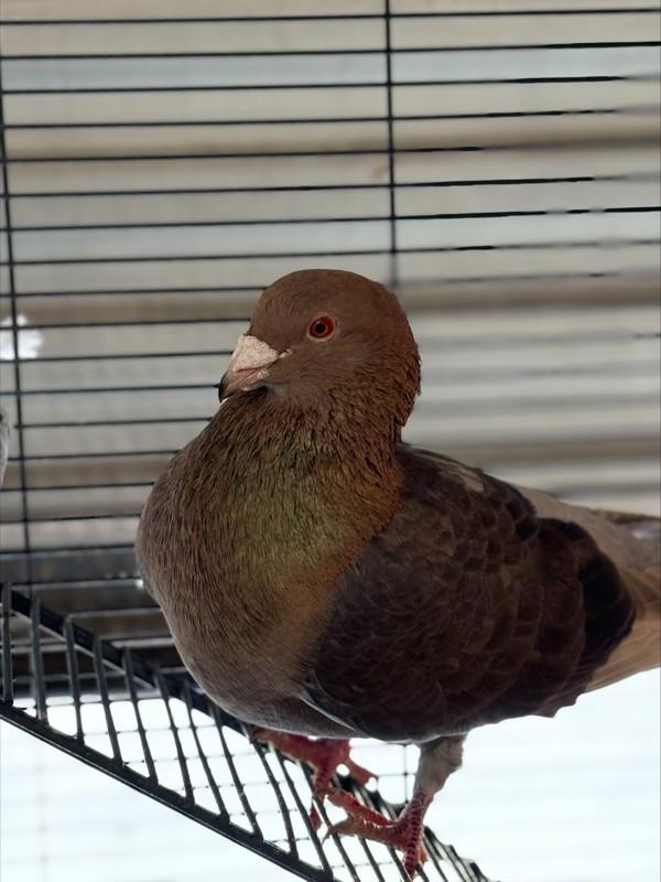 Rocky, a Adoptable mixed breed in San Diego, CA image 2/6