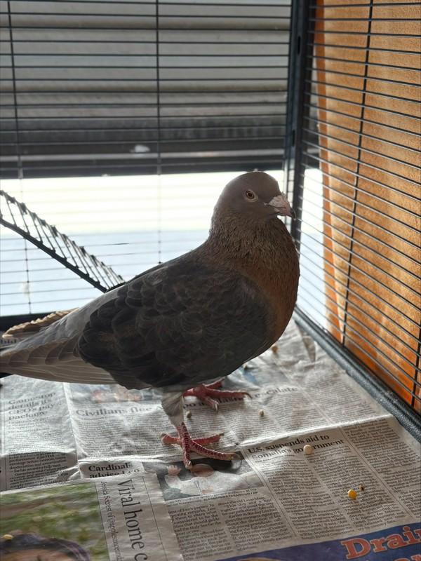 Rocky, a Adoptable mixed breed in San Diego, CA image 4/6