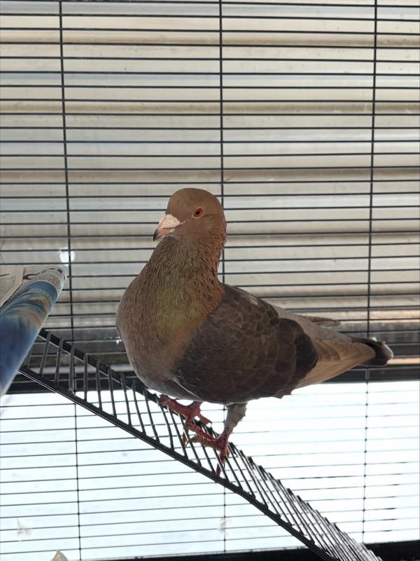 Rocky, a Adoptable mixed breed in San Diego, CA image 5/6