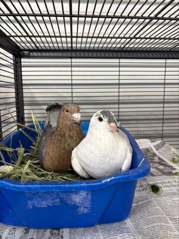 Rocky, a Adoptable mixed breed in San Diego, CA image 6/6