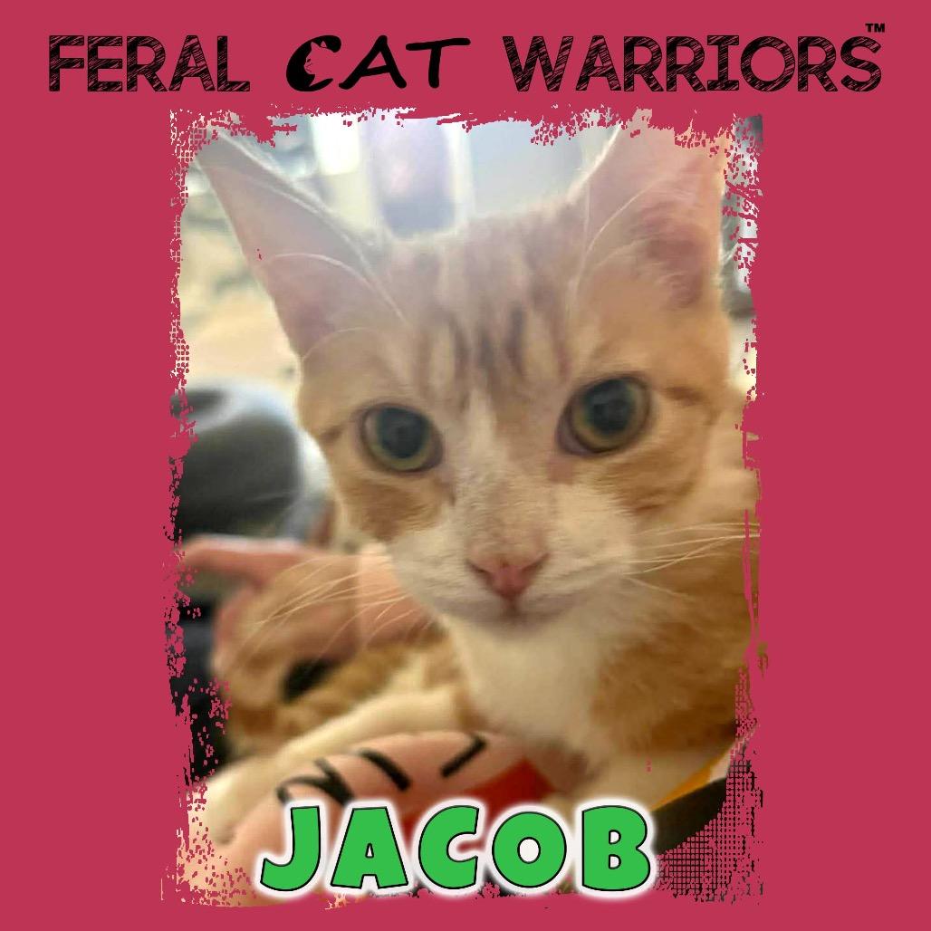Jacob, Adoptable, Young Male Domestic Short Hair.