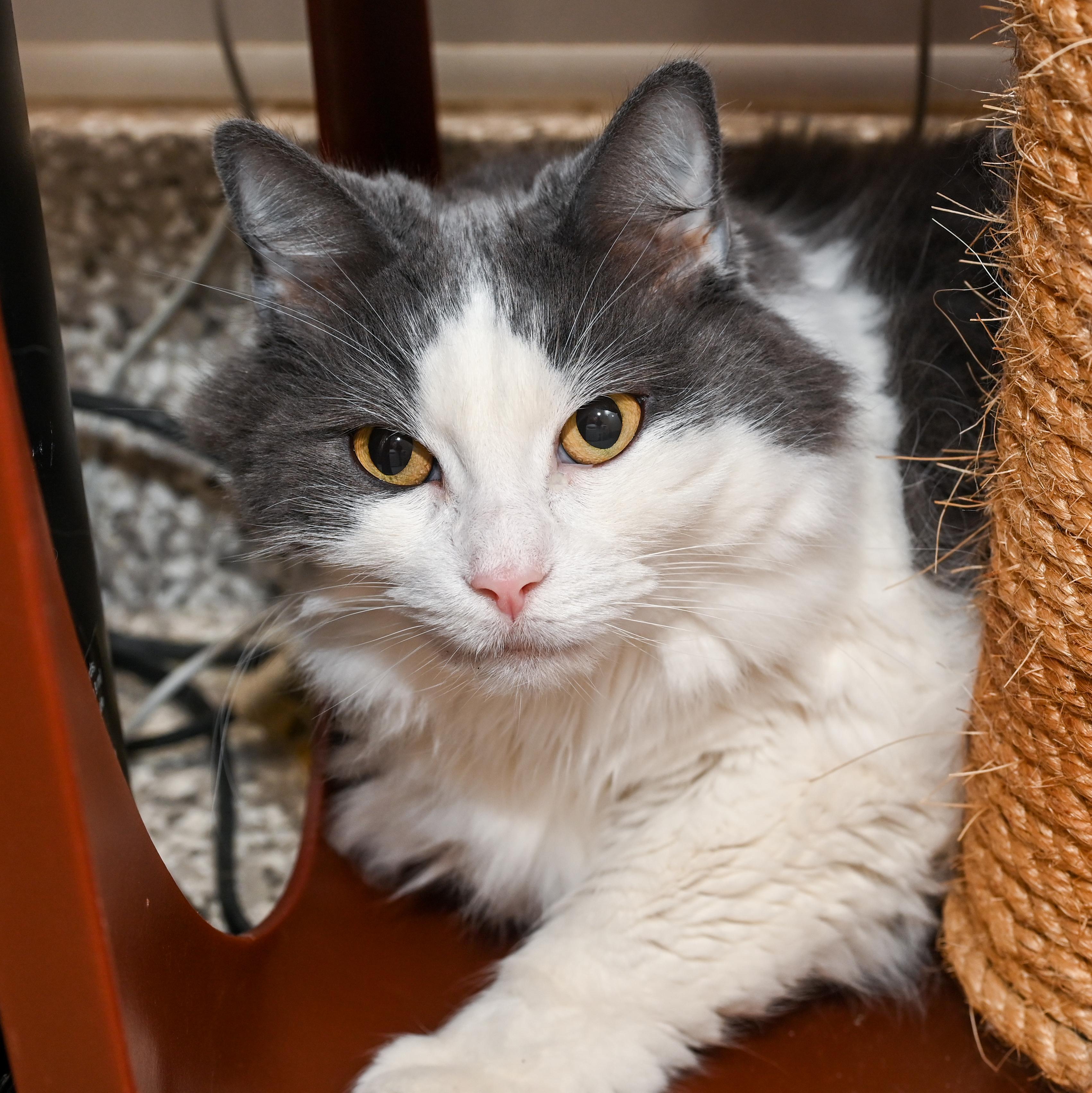 Enlarge Petunia, an adoptable Domestic Long Hair in Chattanooga, TN image 2/2