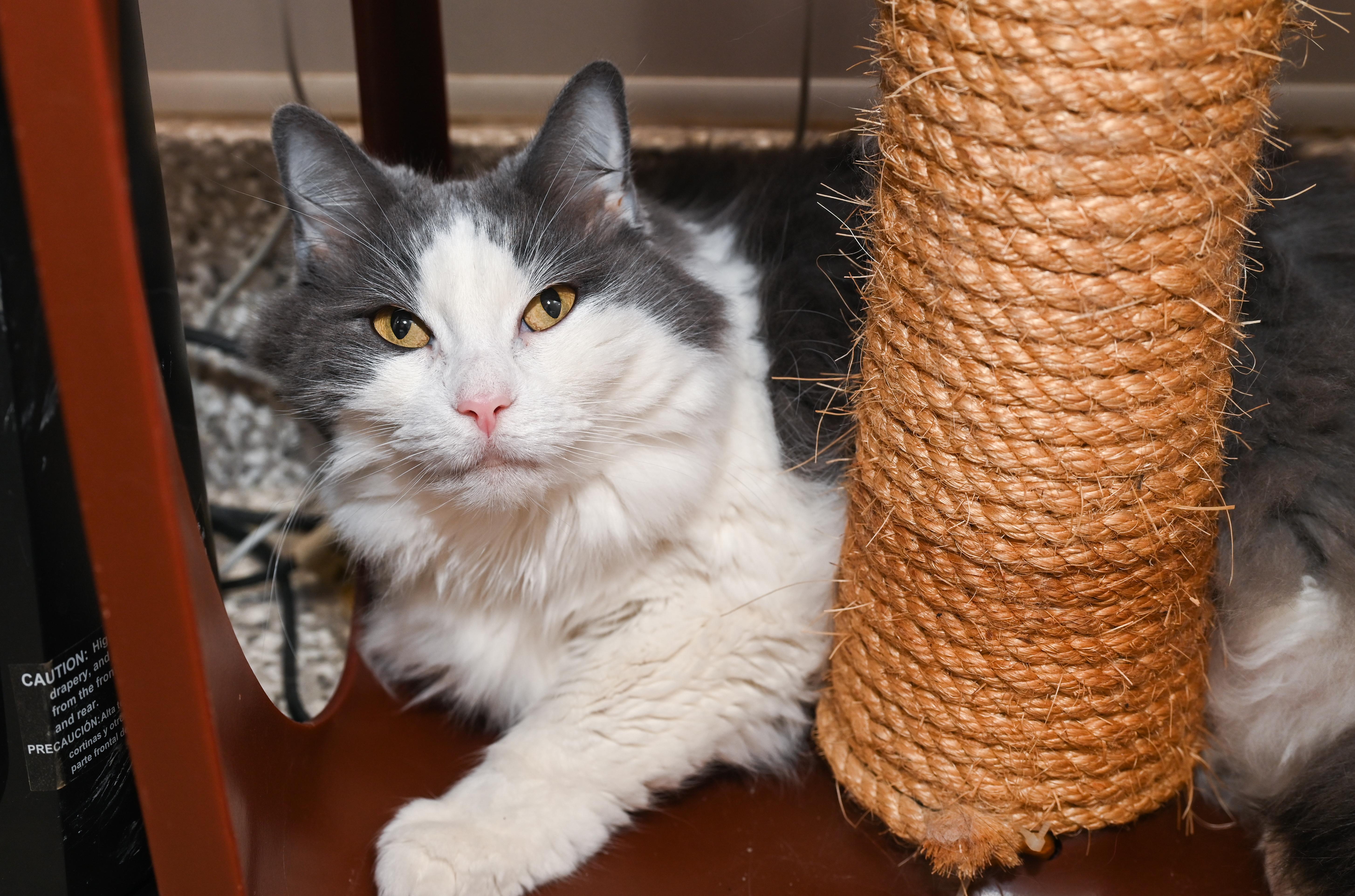 Petunia, adoptable, Adult Female Domestic Long Hair.