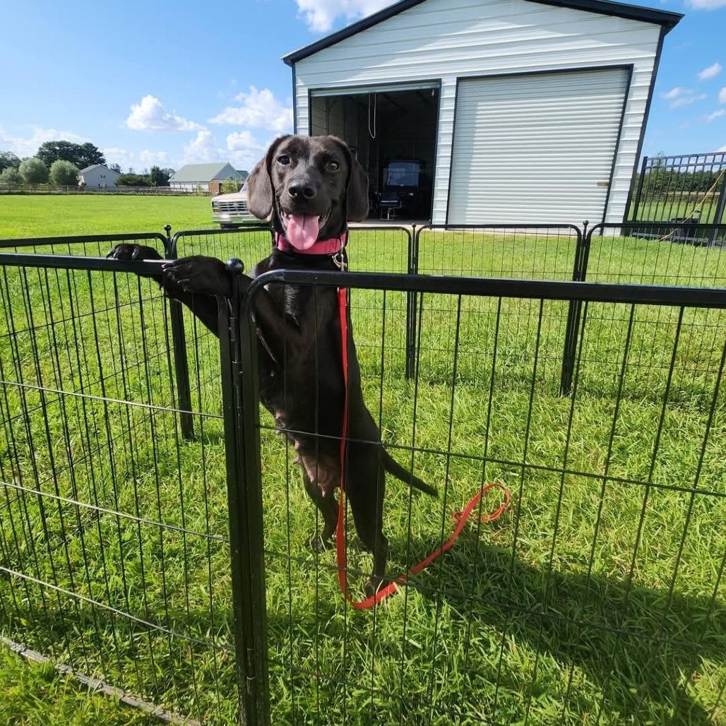 Tessa, Adoptable, Adult Female Beagle & Black Labrador Retriever.