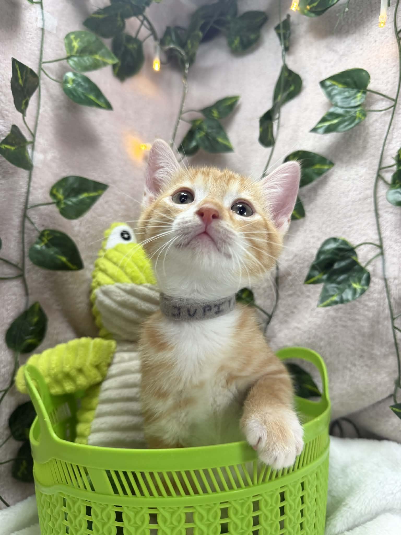 Enlarge Jupiter , a ADOPTABLE Tabby in Tavares, FL image 2/2