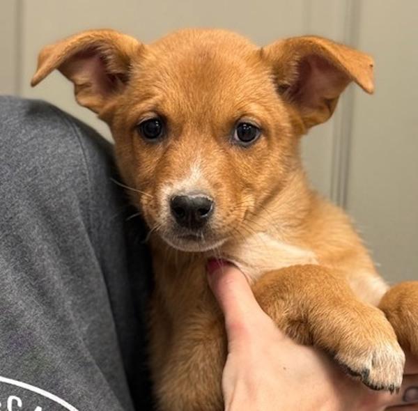 Enlarge Fran from Finance, a Adoptable mixed breed in Littleton, CO image 1/1