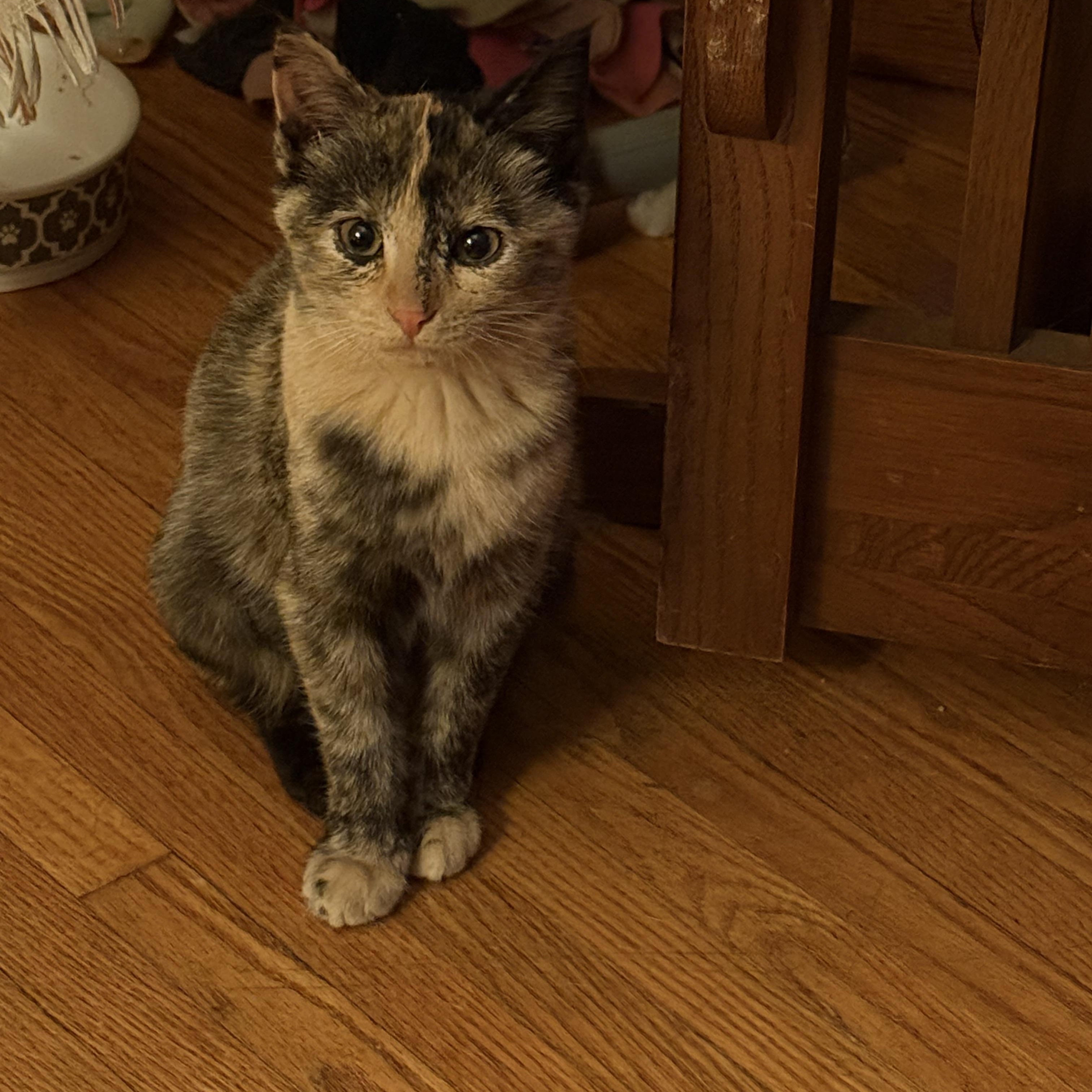 Pumpkin, a Adoptable Tortoiseshell in Grand Haven, MI image 1/6
