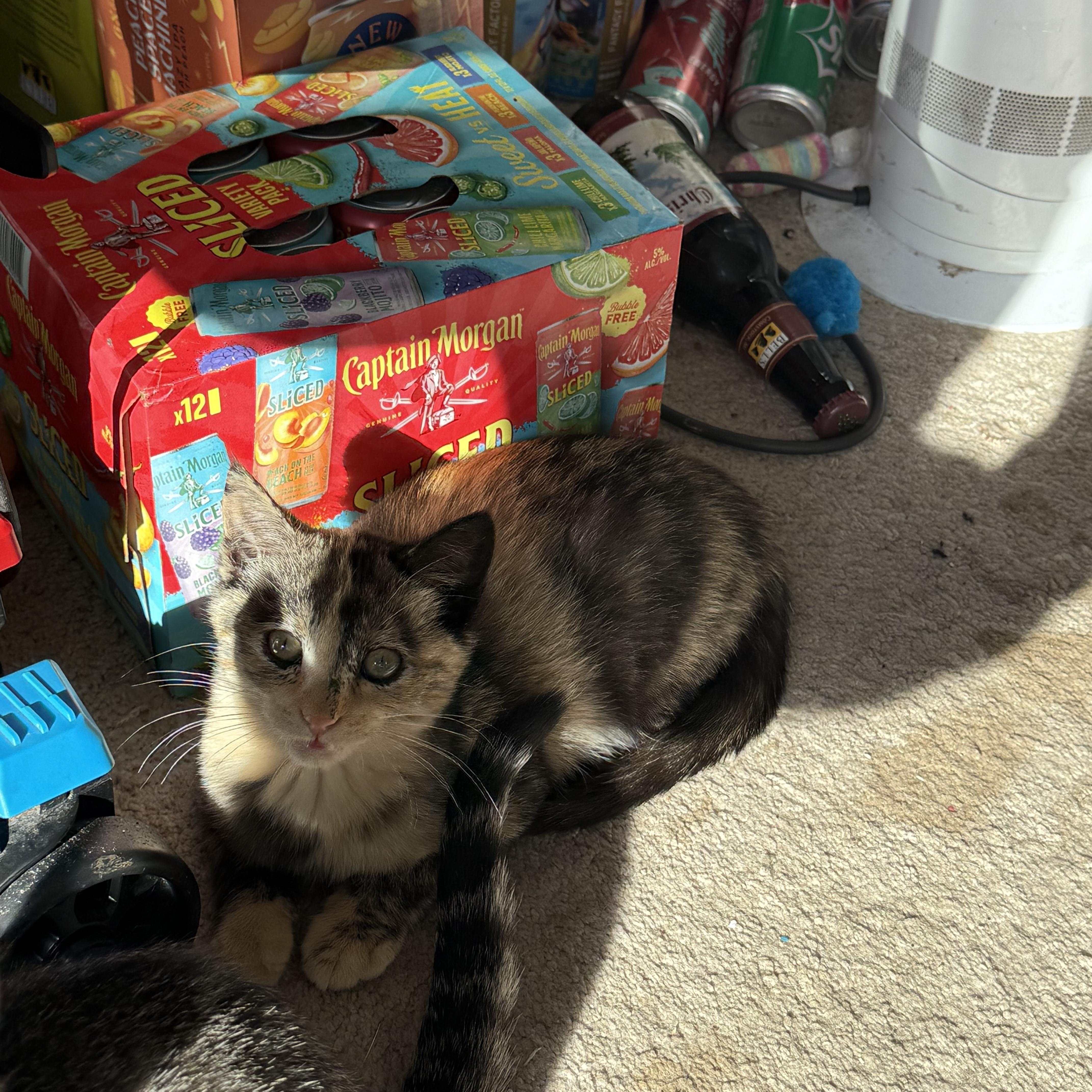 Pumpkin, a Adoptable Tortoiseshell in Grand Haven, MI image 4/6